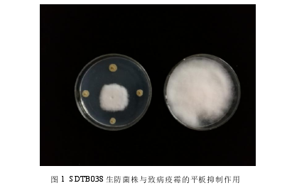 图 1 SDTB038 生防菌株与致病疫霉的平板抑制作用