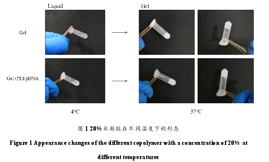 图 1 20%水凝胶在不同温度下的形态