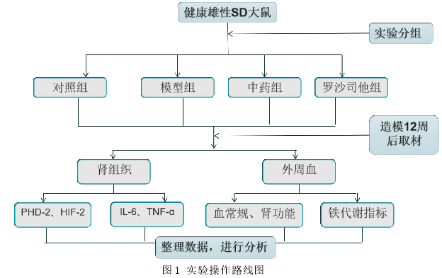 图 1 实验操作路线图