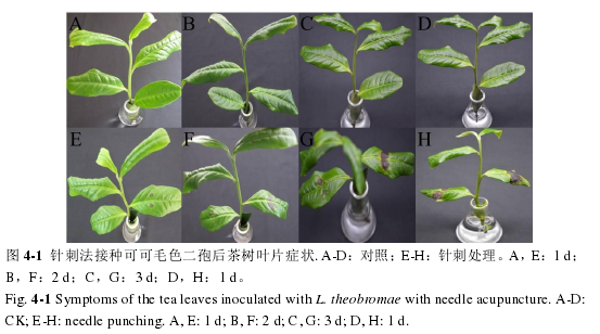 含1,3,4-噁二唑的砜类系列化合物对茶树叶斑病病原菌可可毛色二孢的抑菌机理初步探讨