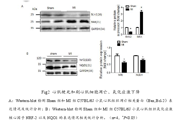 药学研究生论文怎么写