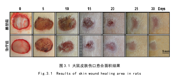 动物医学论文怎么写