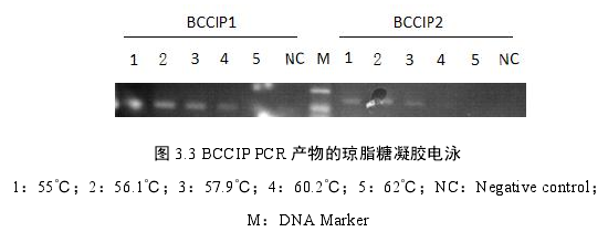 药学论文参考