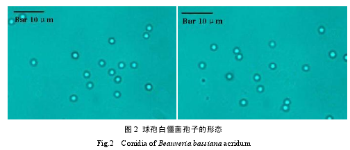 松墨天牛昆虫病原真菌与天敌昆虫花绒寄甲的相容性思考