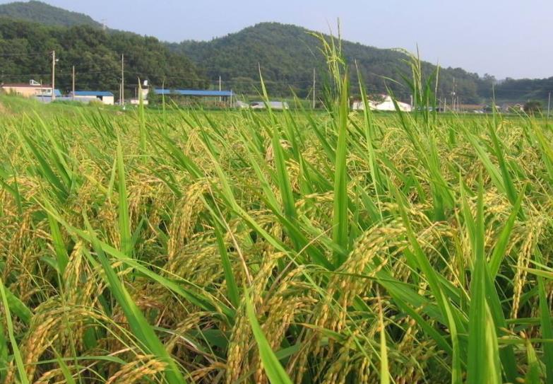 农业经济学论文选题范例