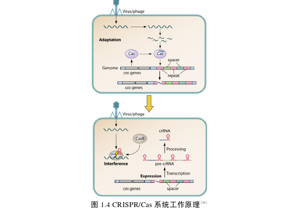 表面增强拉曼光谱与CRISPR联用核酸检测新技术的思考