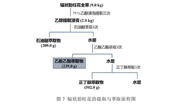 辐状肋柱花乙酸乙酯萃取物化学成分及抑制肿瘤细胞增殖作用探讨