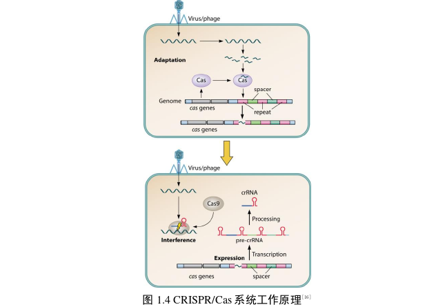 表面增强拉曼光谱与CRISPR联用核酸检测新技术的思考