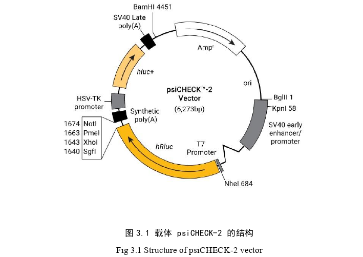 miRNA-21通过靶向FGF18和SMAD7参与绒山羊毛囊发育周期调控的探讨