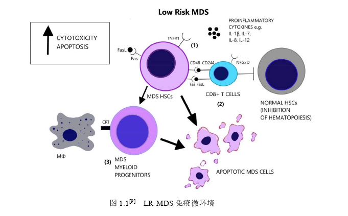 骨髓增生异常综合征患者外周血CD4+T、CD8+T及Treg细胞TIGIT表达及意义