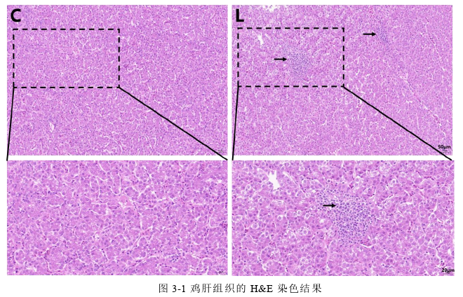 硒缺乏通过miR-138-5p/SelM轴引起氧化应激诱导程序性坏死调控鸡肝炎机制的思考