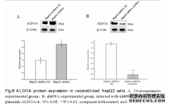 博士论文：醛缩酶A作为肝癌治疗新靶点的实验研究及活性当归多糖的筛选