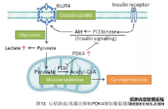 毕业论文：保护缺血/再灌注心肌的新机制：抑制PDK4促进葡萄糖摄取