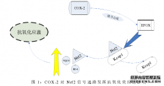 克癃胶囊调控Nrf2通路对H202所致氧化应激损伤的中医保护作用及机制研究