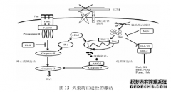 缺血性脑中风证素分布规律及健脾补土方对神经细胞失巢凋亡医学干预及机理研究