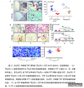 RANKL通过增强破骨细胞前体中不依赖TRAF6的TNF诱导的TRAF3降解促进破骨细胞医学生成