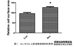 JNK/Smad3信号通路和自噬在多柔比星致H9C2心肌细胞肥大中的医学作用