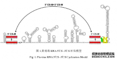 ZIKV GZ01感染性克隆的构建以及环化序列的生物学功能的药学初步研究