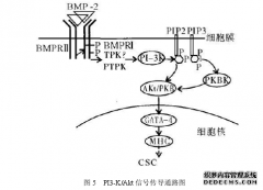 柴胡三参胶囊对BMSCs分化为心肌细胞过程中PI3-K/Akt信号通路的中医干预