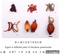 栀子果实形态与其主要活性成分的药学相关性研究