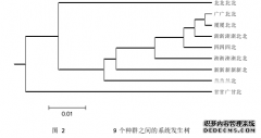 基于 IdentifilerTM检测体系对于厦门汉族人群的遗传学分析及其应用于人群遗传关系的硕士研究