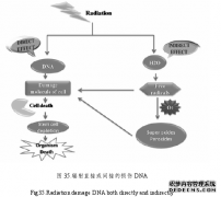 大黄素和山萘酚的辐射防护作用及其药学作用机制研究