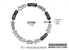 BAG-1L过表达对缺氧神经细胞护理保护作用机制的研究