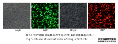 新城疫病毒F蛋白的裂解位点氨基酸序列多样性及其它区段对细胞膜融合活性的医学影响