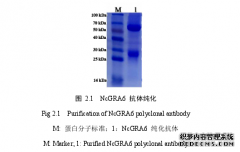 新孢子虫纳虫泡膜组成关键蛋白的鉴定及功能医学研究