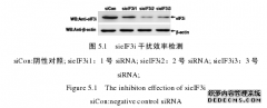 水泡性口炎病毒M蛋白抑制宿主抗病毒医学反应机制的研究