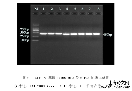 图 2.1 CYP2C9 基因 rs1057910 位点 PCR 扩增电泳图