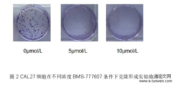 图 2 CAL27 细胞在不同浓度 BMS-777607 条件下克隆形成实验的结果